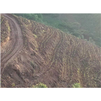 云南橡胶树种植┇云南茶叶老树茶种植