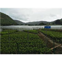 玉溪造林队