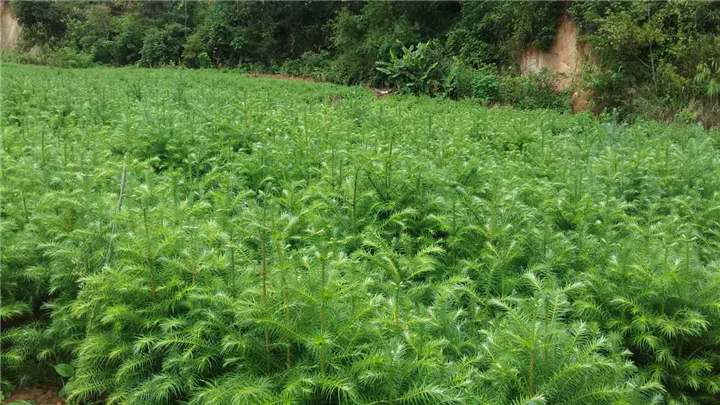 沙松种植