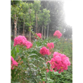 河南紫薇花种植基地｜浅谈河南紫薇形态特征 