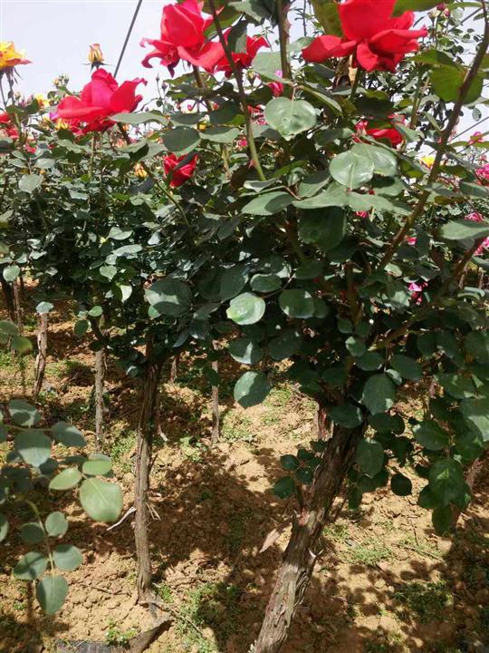 河南月季花.|河南月季花.基地