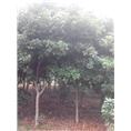 河南桂花种植基地|河南桂花的基本介绍！ 