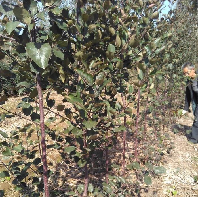 云南昭通苹果基地新品种苗 