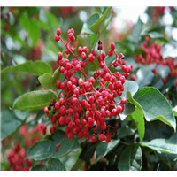 昆明花椒苗基地 