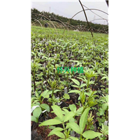 四川花椒苗种植示范基地 