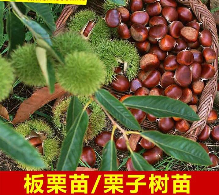 云南板粟苗基地┋云南哪里有板粟苗卖？ 