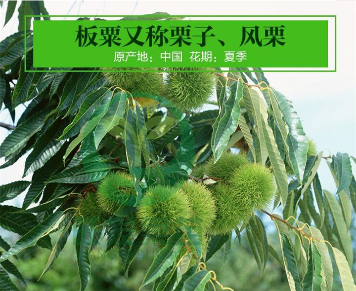 昭通板栗苗批发|云南板栗苗价格 