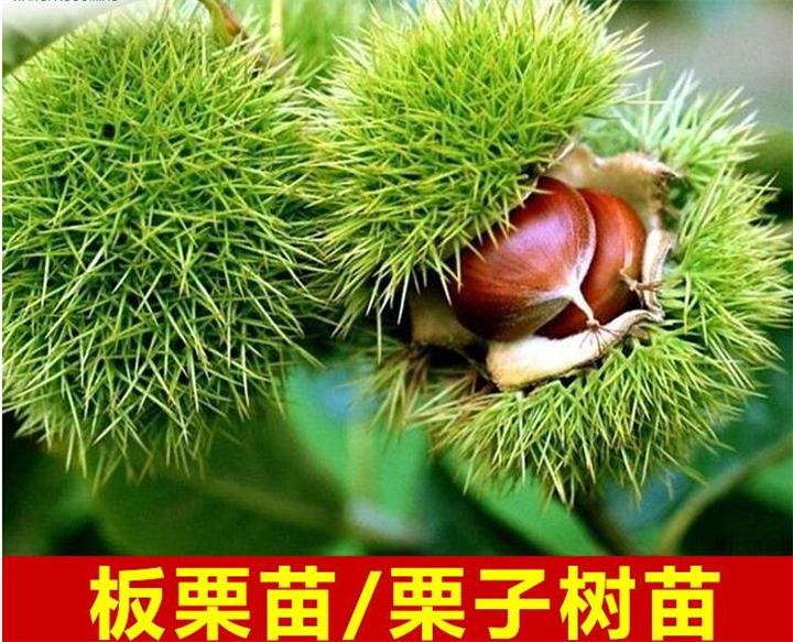 贵州哪里有板粟苗出售？ 贵州嫁接板栗多少钱？ 