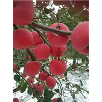 保山市苹果树苗基地 
