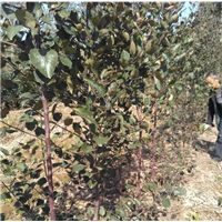 云南昭通苹果基地新品种苗 