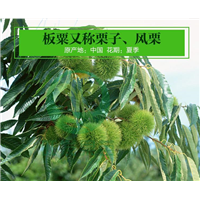 昭通板栗苗批发|云南板栗苗价格 