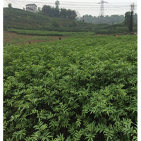 玉溪花椒苗多少钱一棵 
