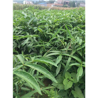贵州花椒苗那有卖当年结果 
