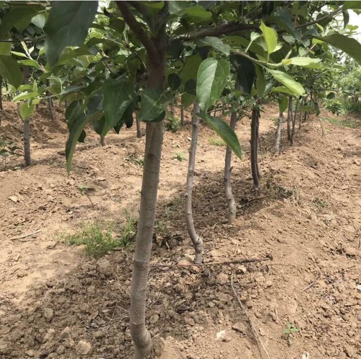 嫁接果苗基地 云南哪里有苹果苗卖 