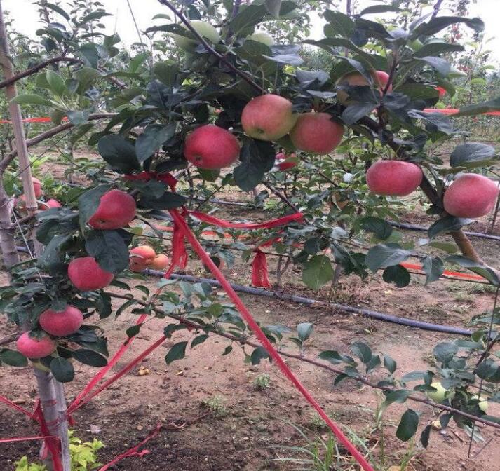 供应嘎啦苹果树｜云南嘎啦苹果树出售 