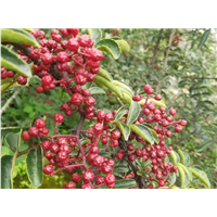 普洱花椒苗种植-出售价格 