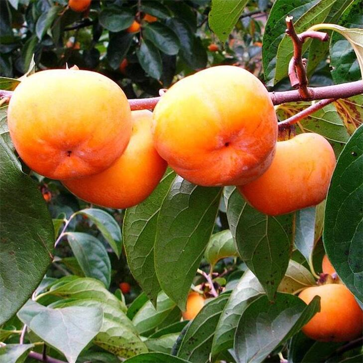 出售嫁接柿子苗｜云南柿子苗种植基地 