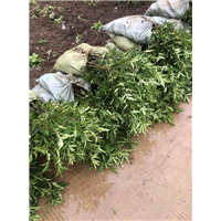 贵州红花椒苗批发现挖现卖 