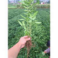 四川花椒苗哪个品种销量好 