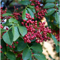 云南花椒苗种植示范基地 