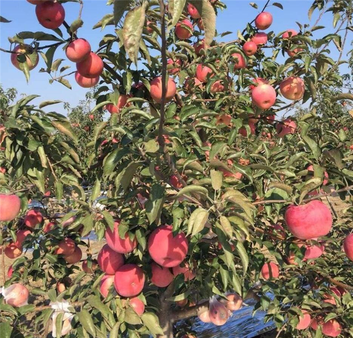 云南苹果苗、云南苹果苗多少钱一棵 