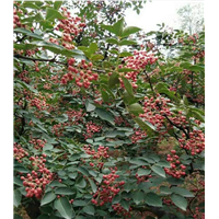 直供昭通花椒苗┋适合云南栽培的花椒苗 