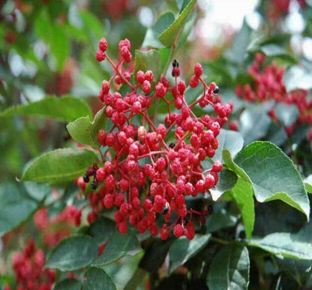 昆明花椒苗基地 