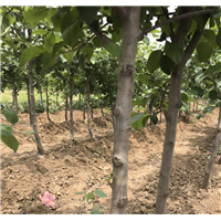 云南苹果苗新品种-昭通苹果苗基地 