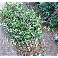 云南哪里出售便宜花椒苗 