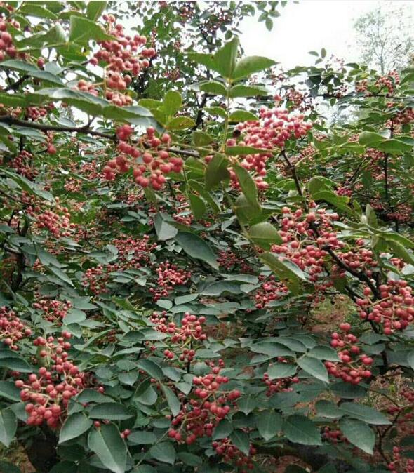 直供昭通花椒苗┋适合云南栽培的花椒苗 