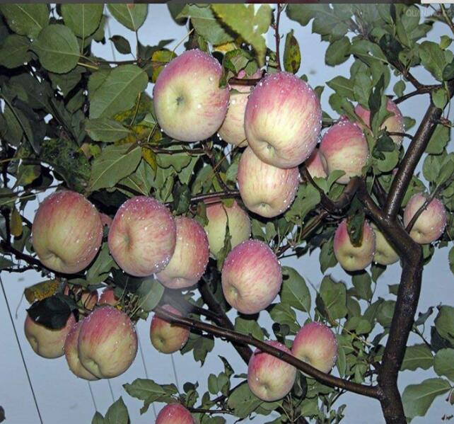 玉溪新品种【苹果树苗批发】 