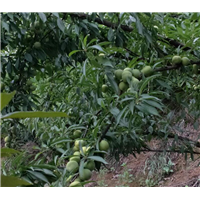 哪里李子品种好？云南昭通李子树苗基地直销 