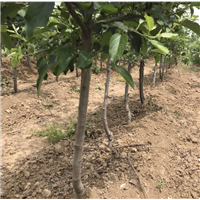 嫁接果苗基地 云南哪里有苹果苗卖 
