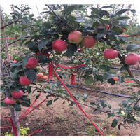 供应嘎啦苹果树｜云南嘎啦苹果树出售 