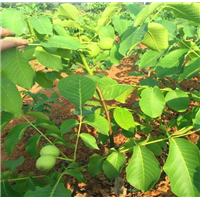 云南嫁接核桃苗价格批发基地 