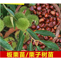 云南板粟苗基地┋云南哪里有板粟苗卖？ 