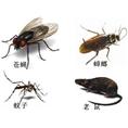 大连有害生物防治 