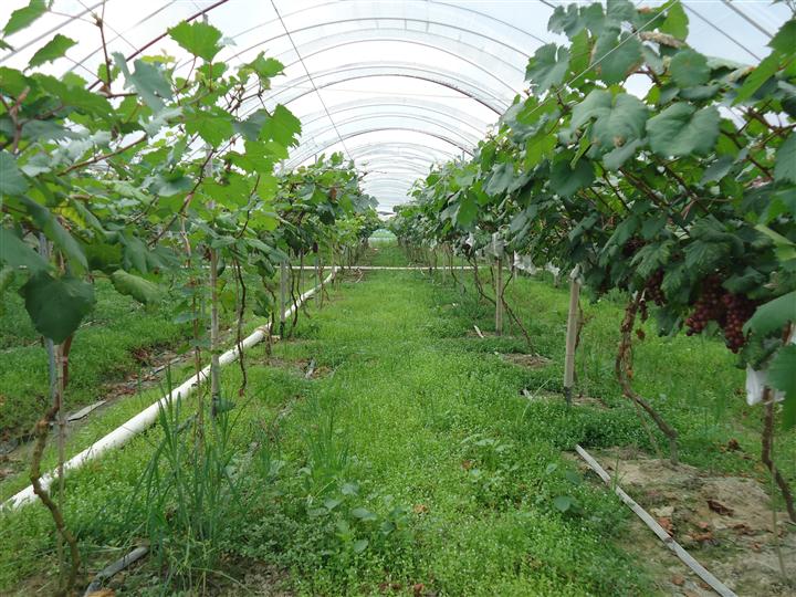 东莞葡萄价格、惠州葡萄、博罗葡萄基地 