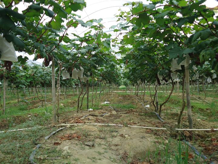 惠州葡萄价格、博罗葡萄批发、夏黑葡萄 