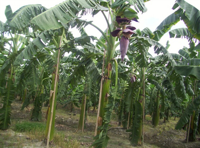博罗香蕉价格；惠州香蕉基地；大量供应香蕉 
