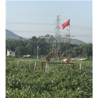 惠州青枣、惠州青枣价格、惠州青枣批发