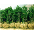 准备发货的白皮松 