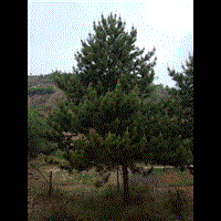 陕西老柏树白皮松苗圃蓝田白皮松 