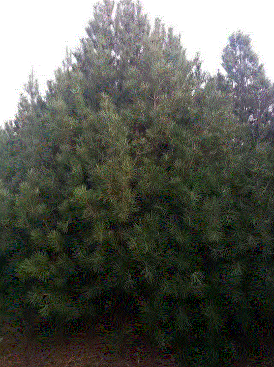 蓝田白皮松找陕西老柏树白皮松苗圃 