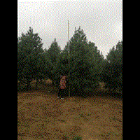 陕西白皮松苗圃蓝田是全国珍稀树种白皮松 