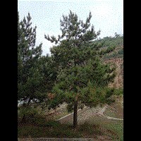 蓝田白皮松蓝田华山松 