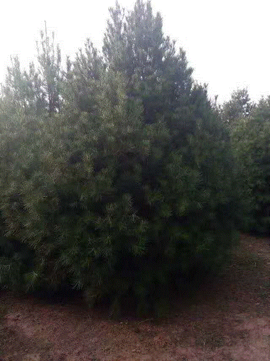 蓝田白皮松 