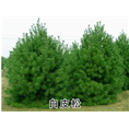 陕西精品白皮松批发 