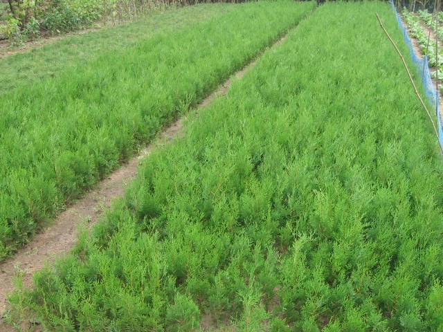 陕西白皮松基地 