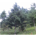 蓝田白皮松基地 